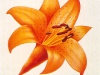 Blüte
