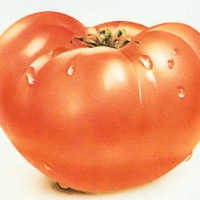 G. Woest: „Tomate mit Wassertropfen“